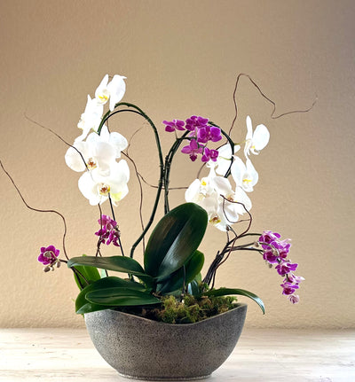 Orchid Garden Grand - Pink for same day local delivery - Real Flowers Every Day 