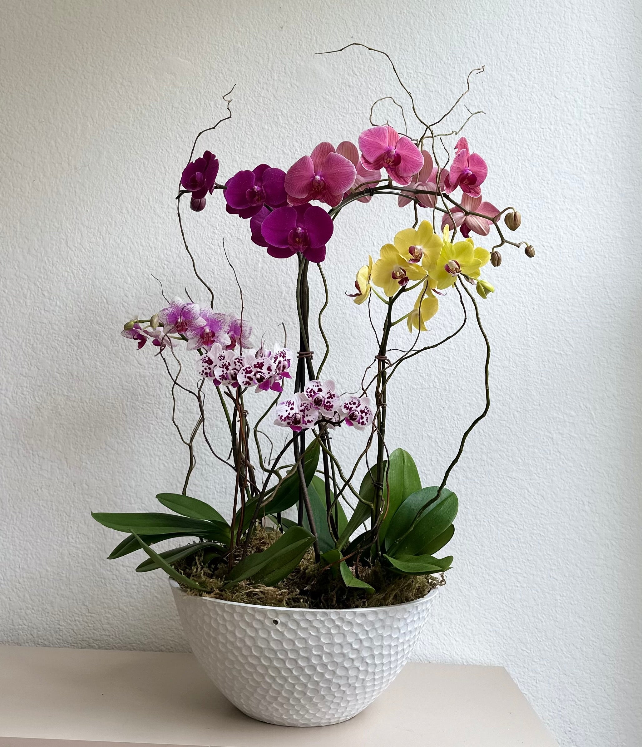 Orchid Gardens - Real Flowers Every Day 