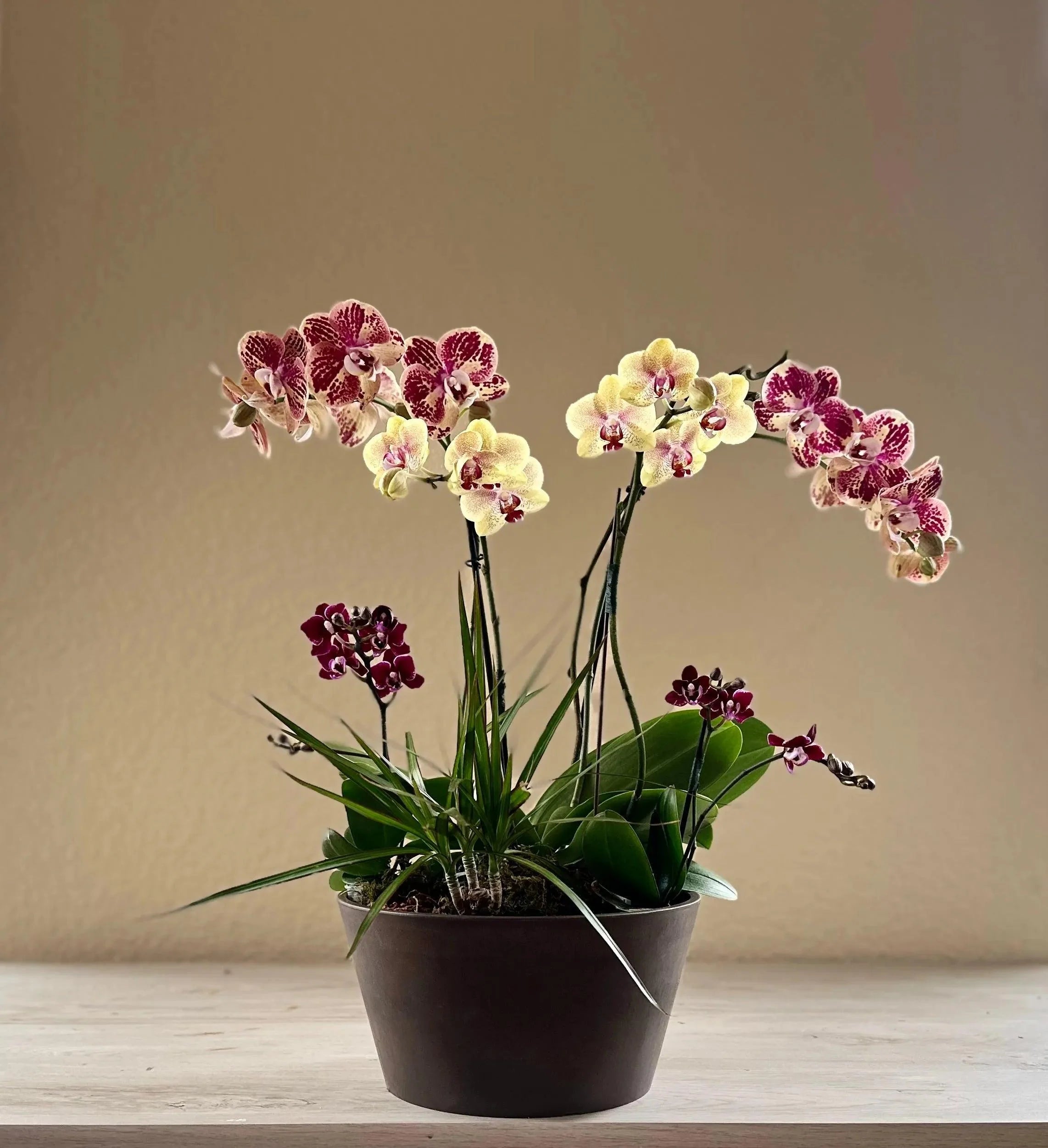 Spring - Real Flowers Every Day 