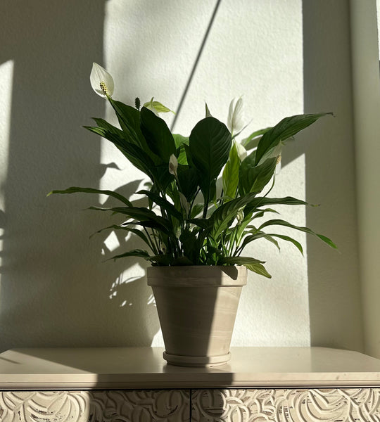 Premium Blooming plant