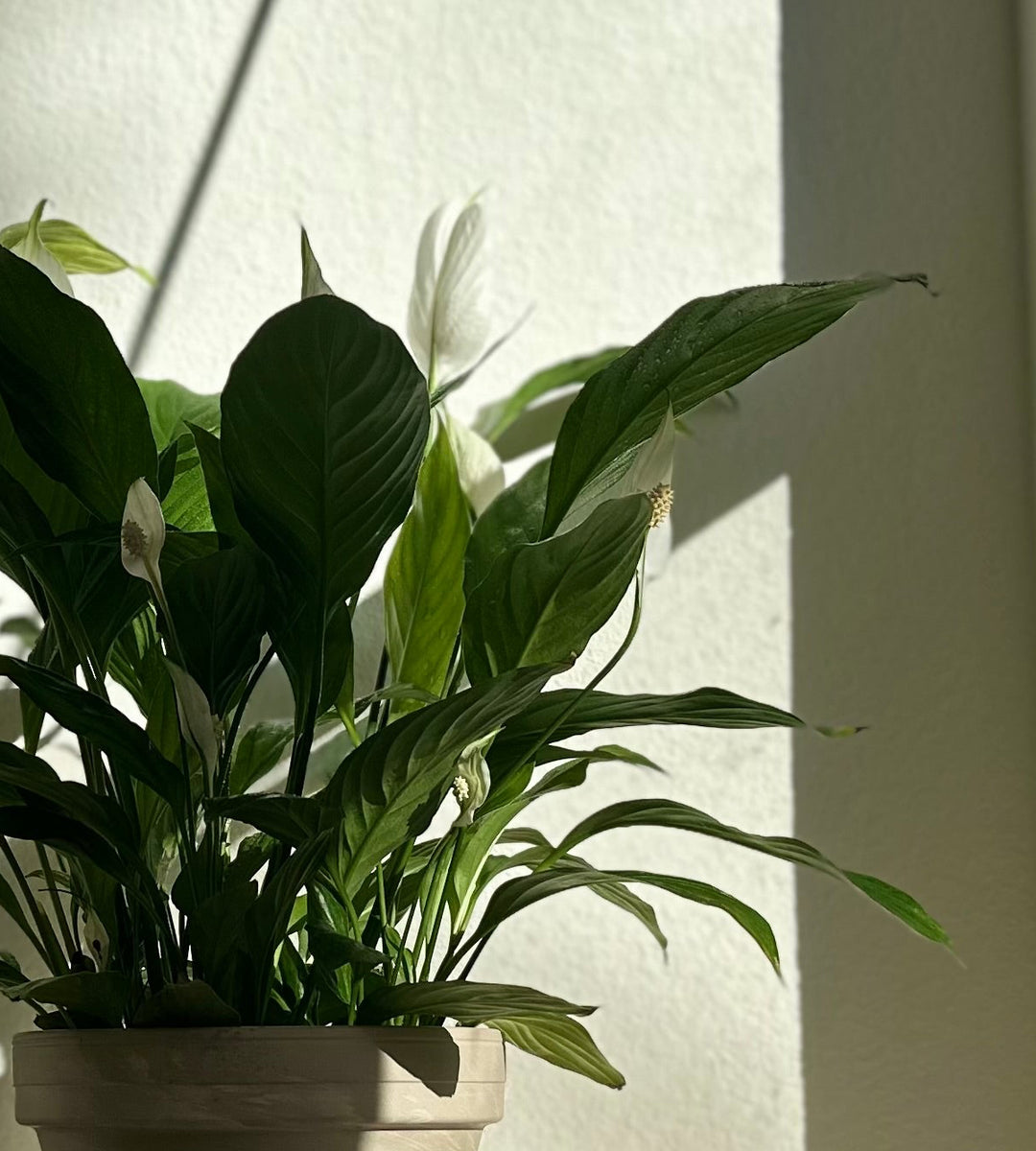Premium Blooming plant