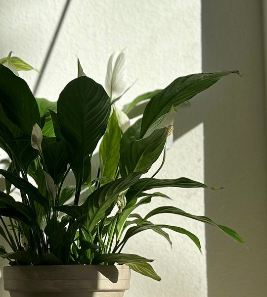 Premium Blooming plant