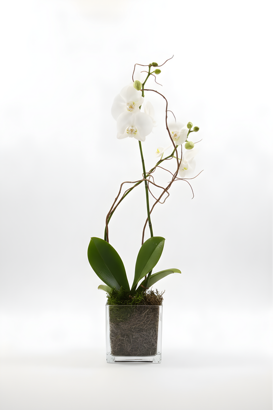 White Orchid Plant in Glass