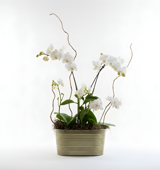 White Orchid Garden