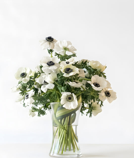 White Panda Anemones