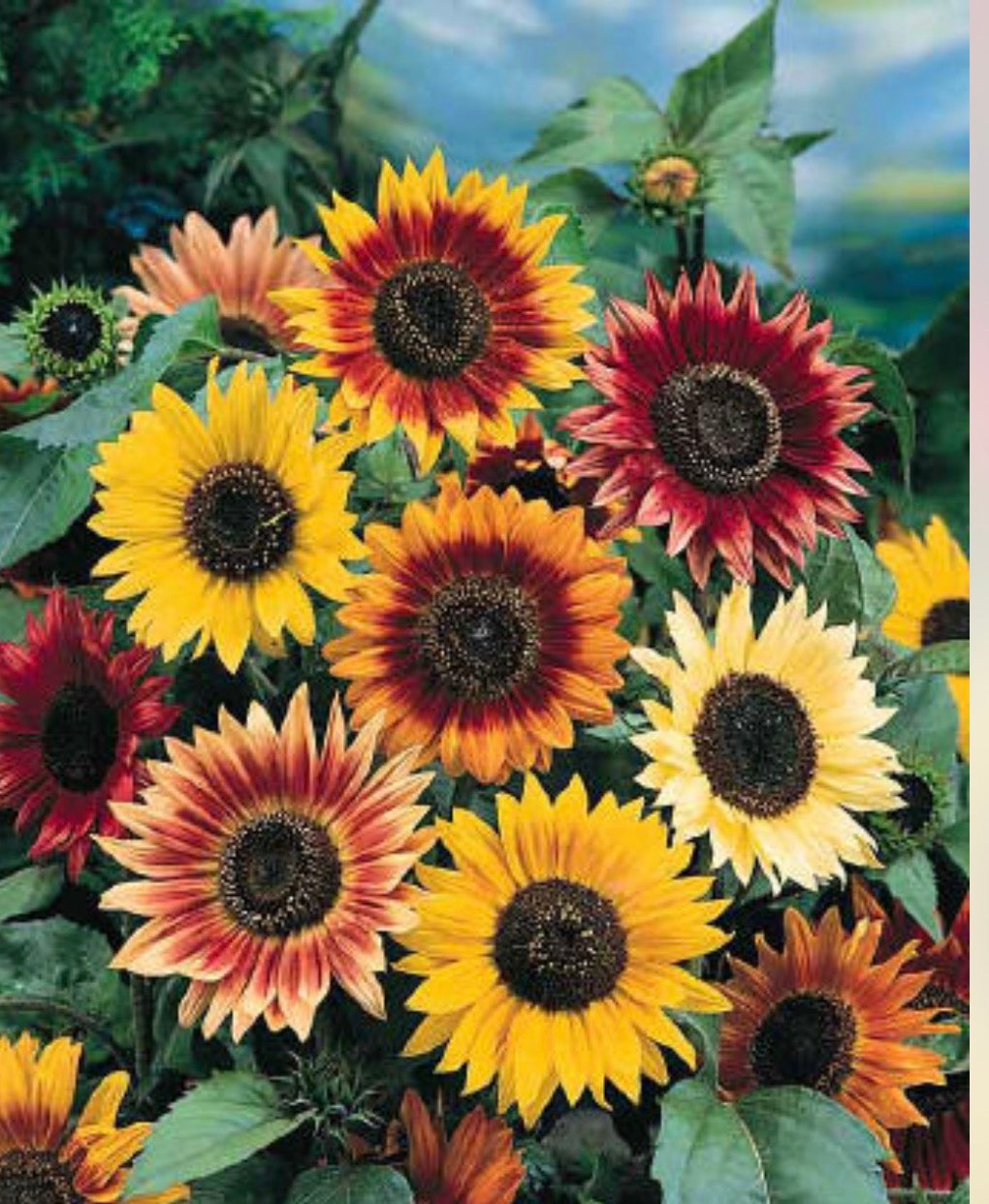 Van Gogh Inspired Sunflower arrangement