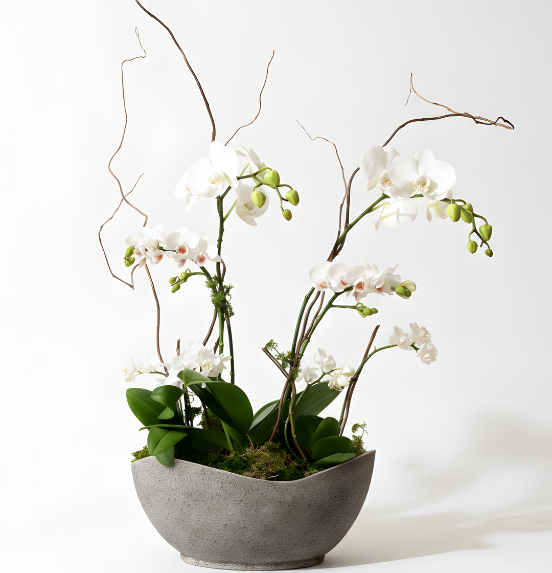 White Grand Orchid Garden