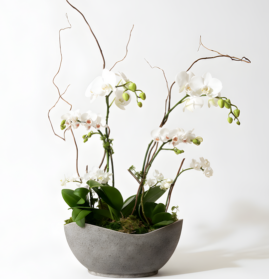 White Grand Orchid Garden