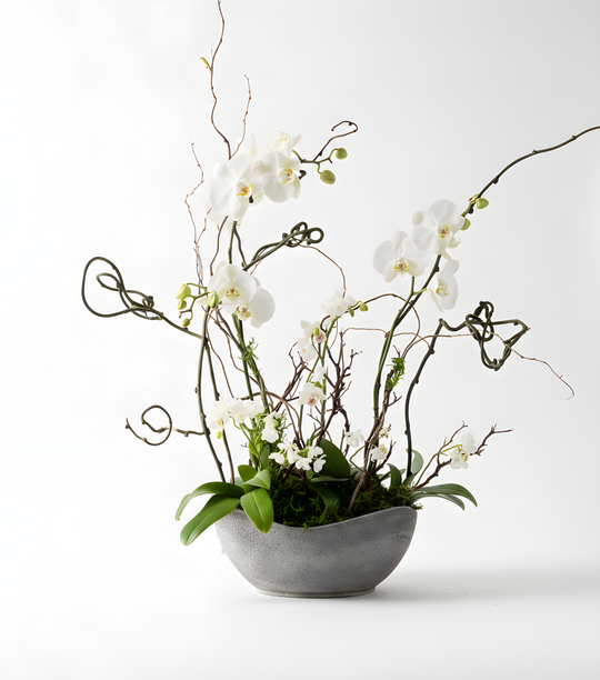 White Exquisite Orchid Garden