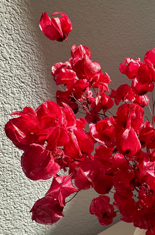 Red Bougainvillea Modern Dried Floral Arrangement