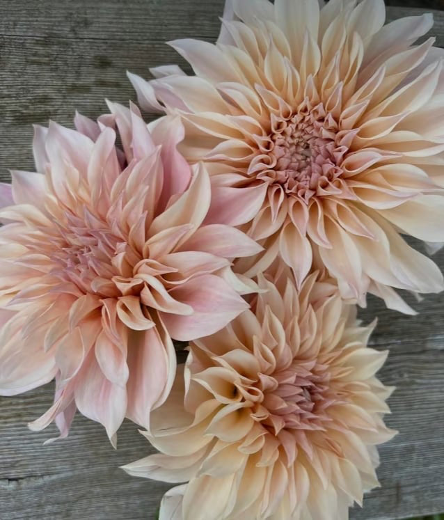 Three large pale peach and pink dahlia flowers arranged on a weathered gray wooden surface.