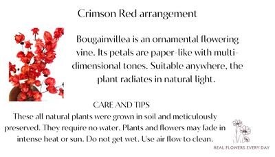 Crimson Red Arrangmement Care Card | Real Flowers Every Day