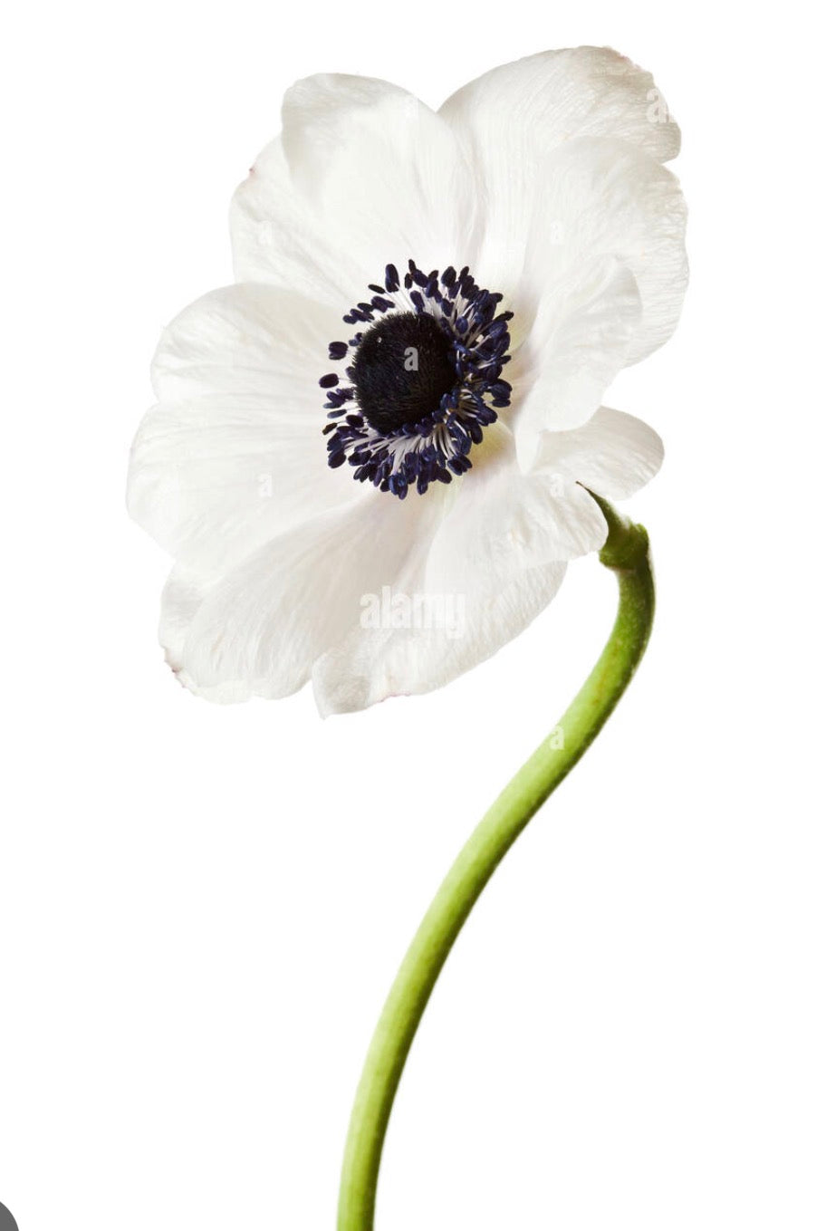 White Panda Anemones