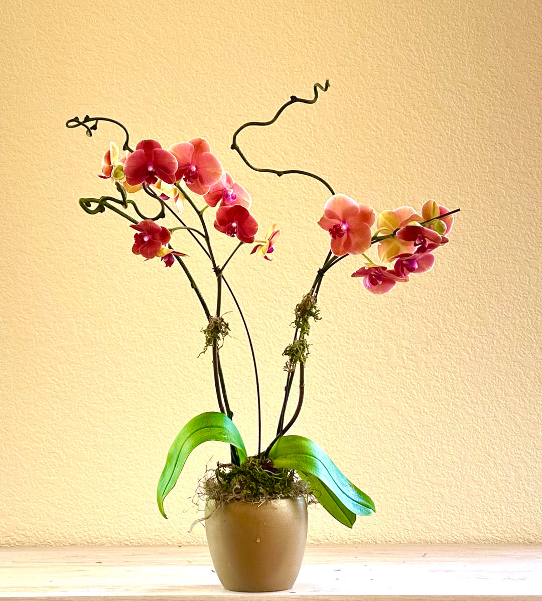 Deluxe Orchid Plant in Decorative Container