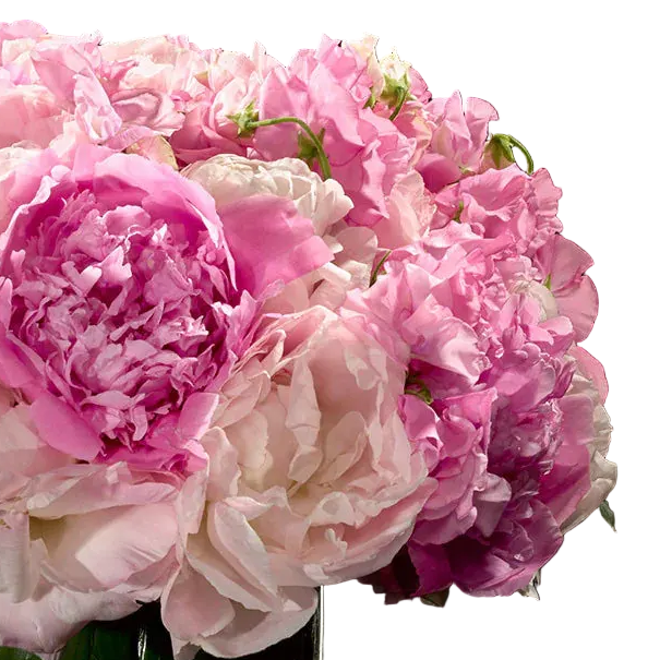 Peony and Sweet Pea Arrangement