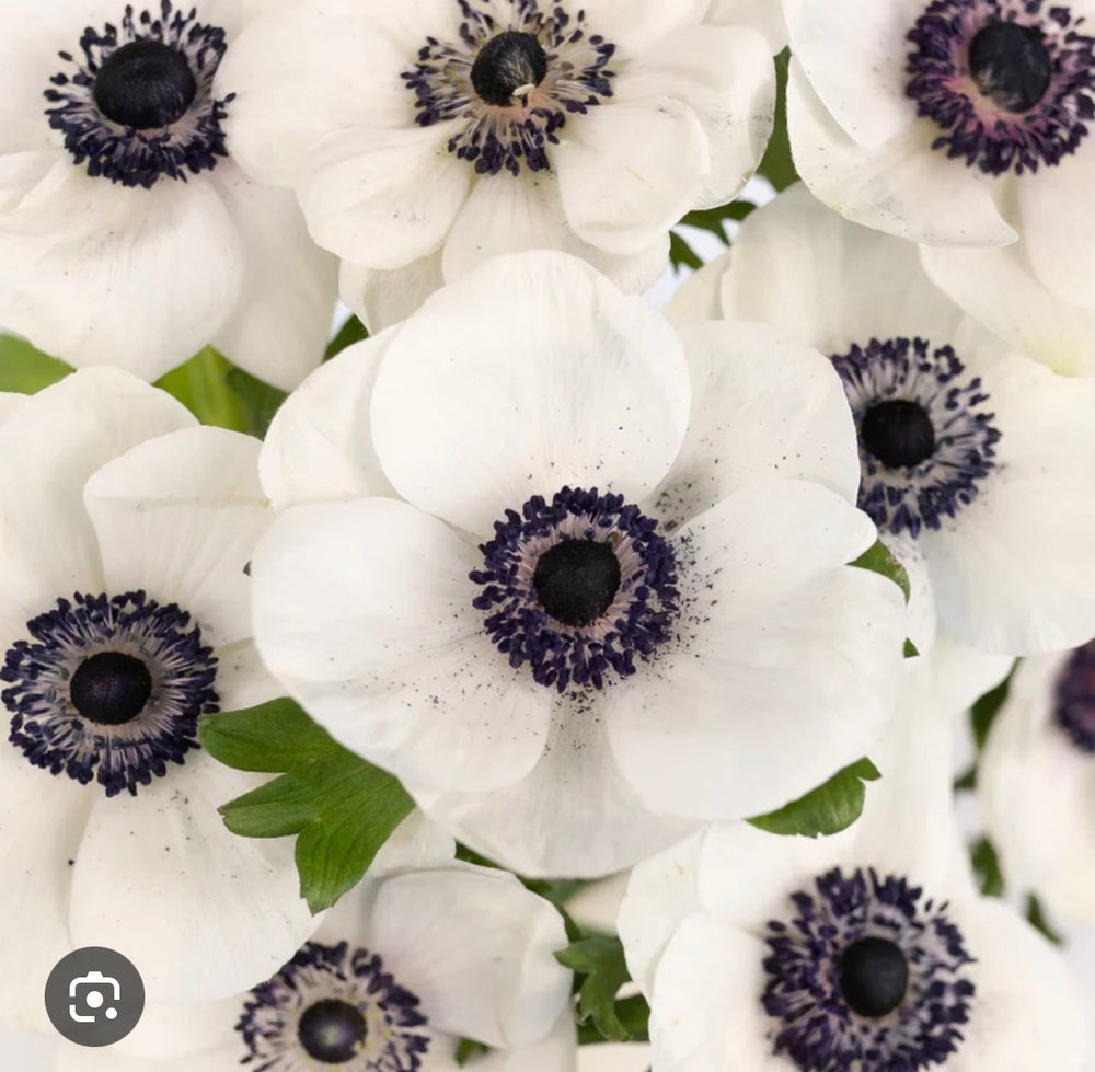 White Panda Anemones