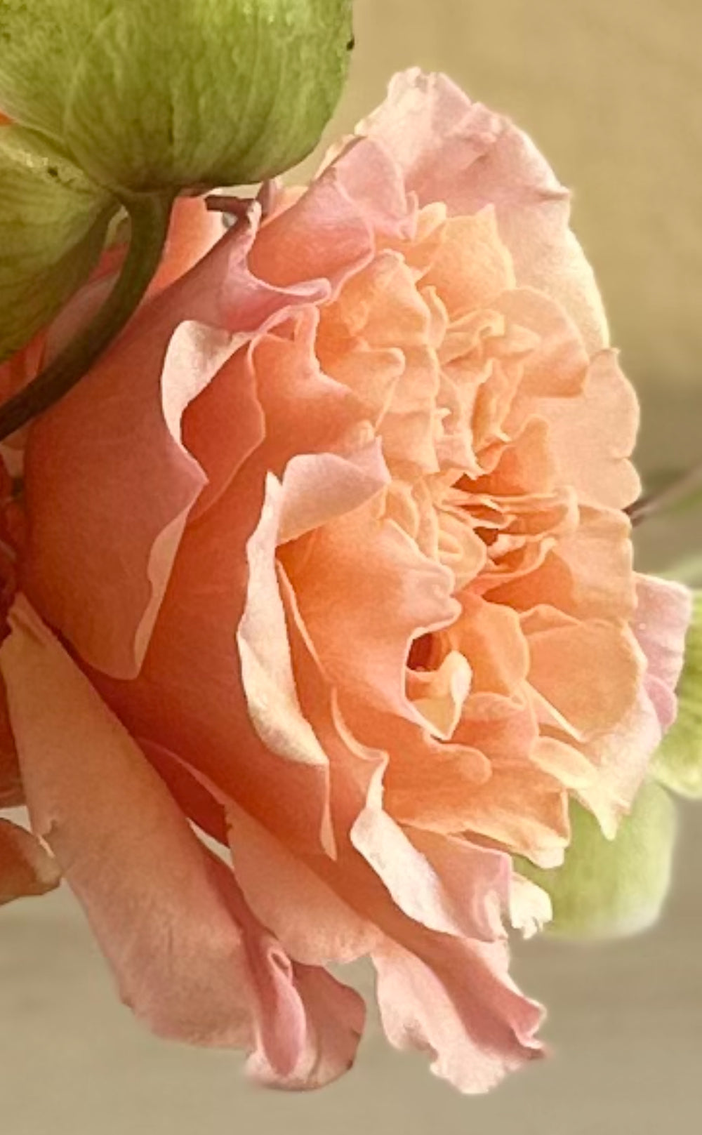 Designers Choice - Exquisite