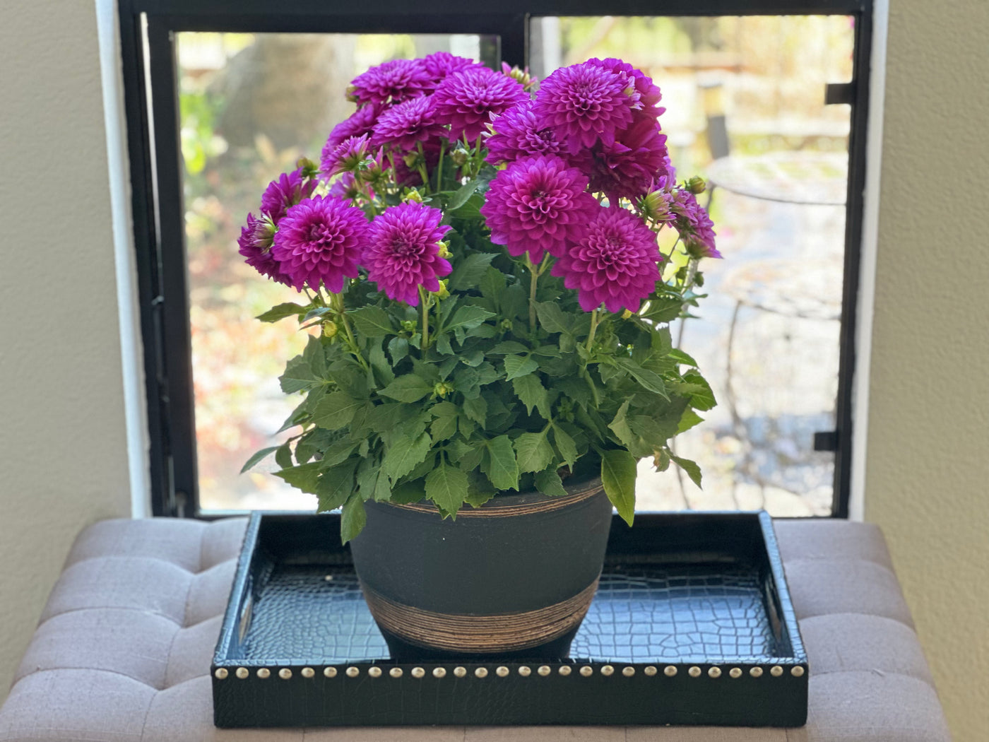Dahlias in bloom