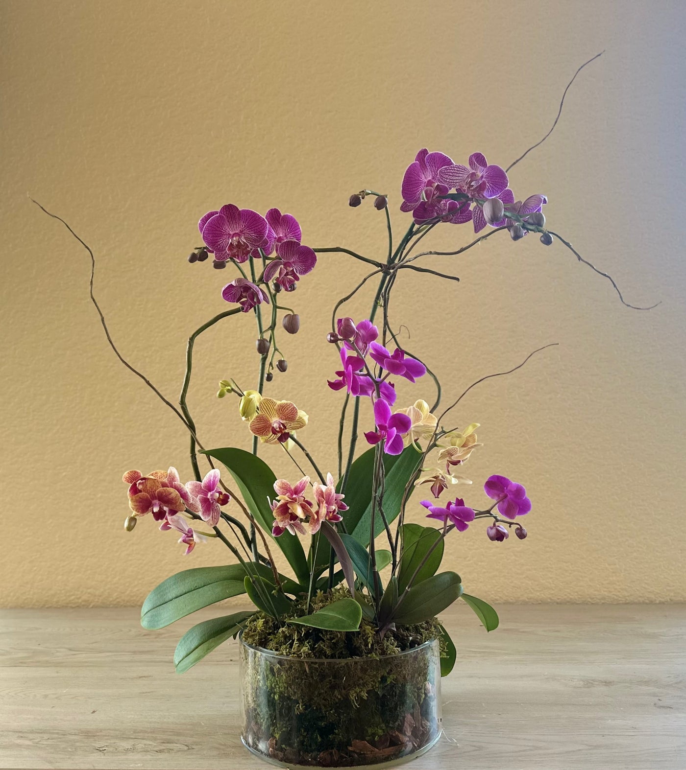 NEW - Orchid Garden in Glass - GRAND MULTI