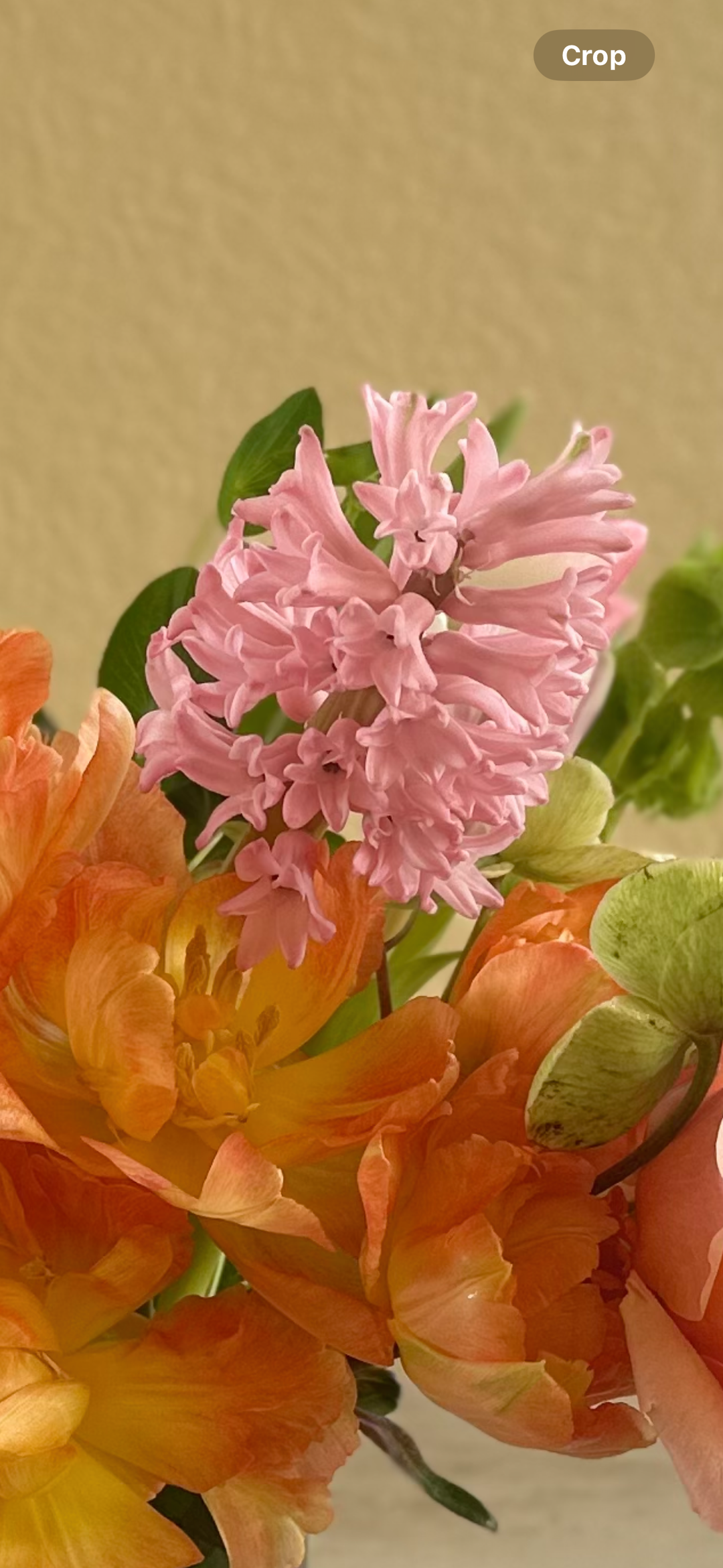 Designers Choice - Exquisite