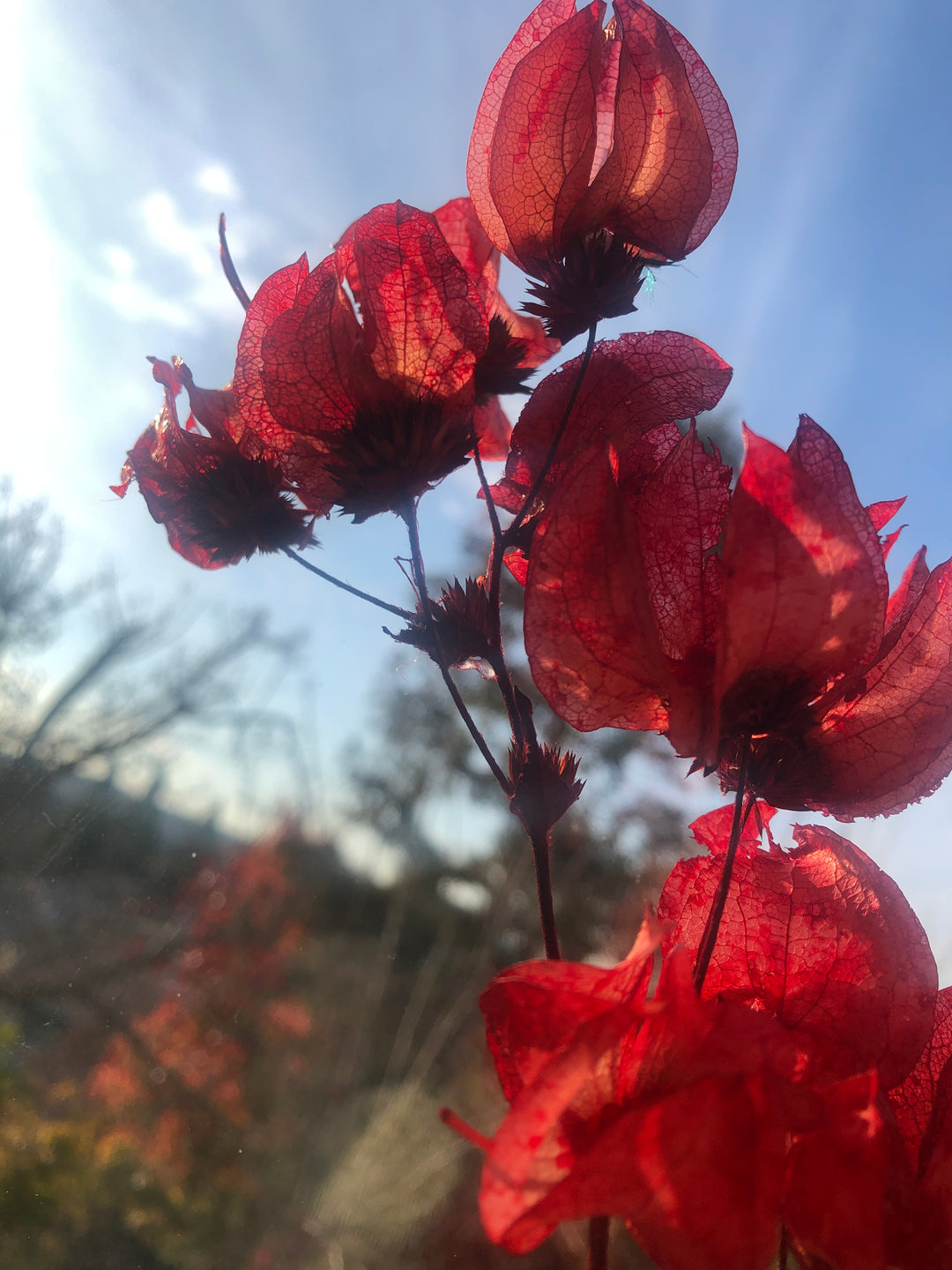 Crimson red bougainvillea in wood flower bowl
