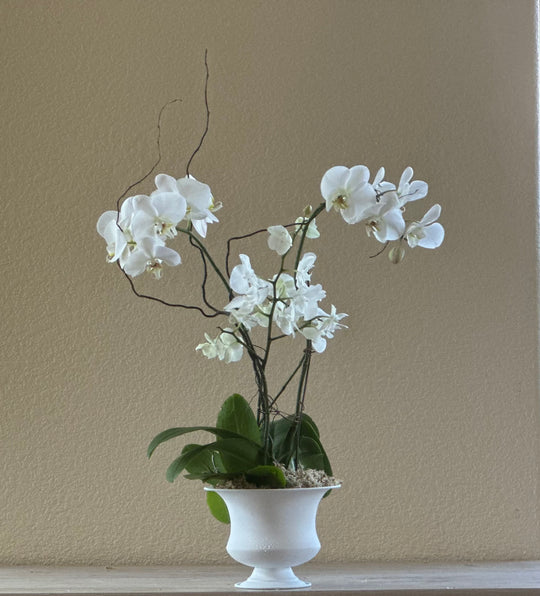 Deluxe Orchid Plant in Decorative Container