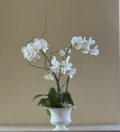 Large deluxe orchid