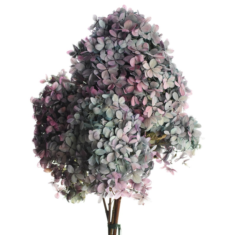Hydrangea Renata Antique Blue/Purple - Dried