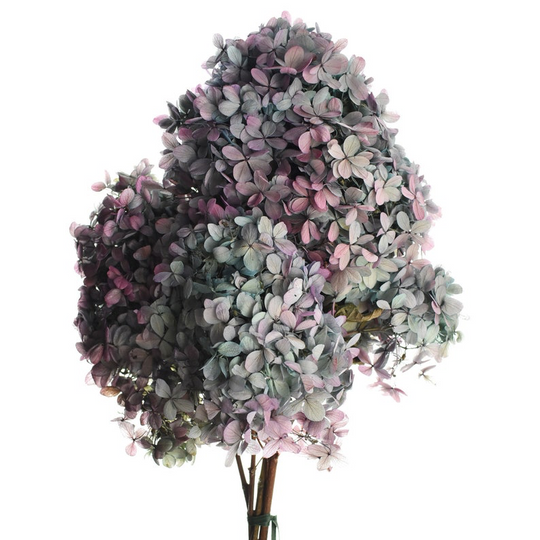 Hydrangea Renata Antique Blue/Purple - Dried