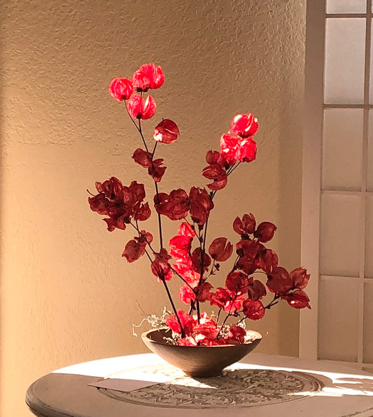 Crimson red bougainvillea in wood flower bowl