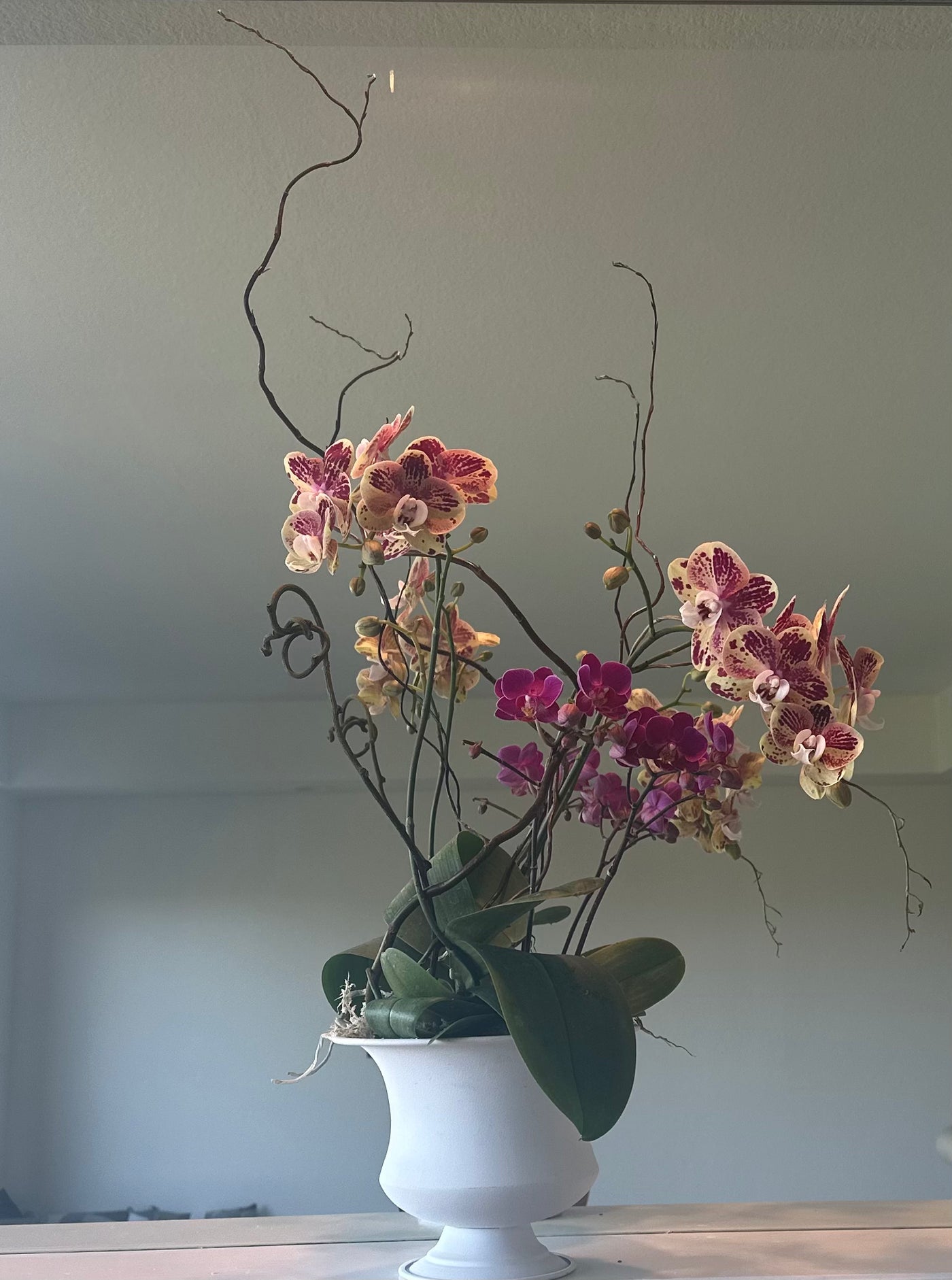 Orchid garden in white urn