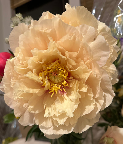 Peonies in bloom