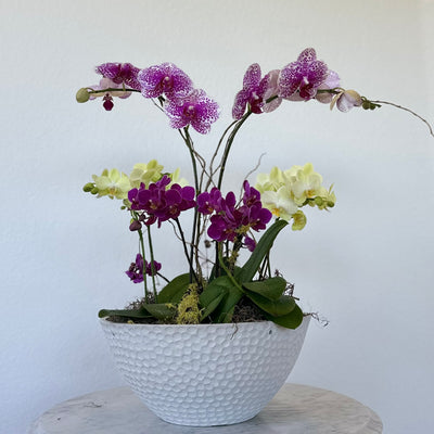 Orchid Garden Grand - Pink