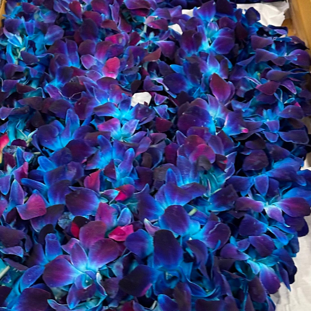 Graduation Leis