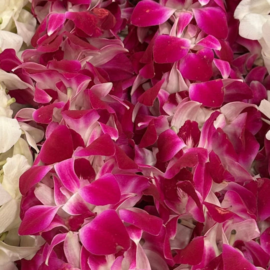 Graduation Leis