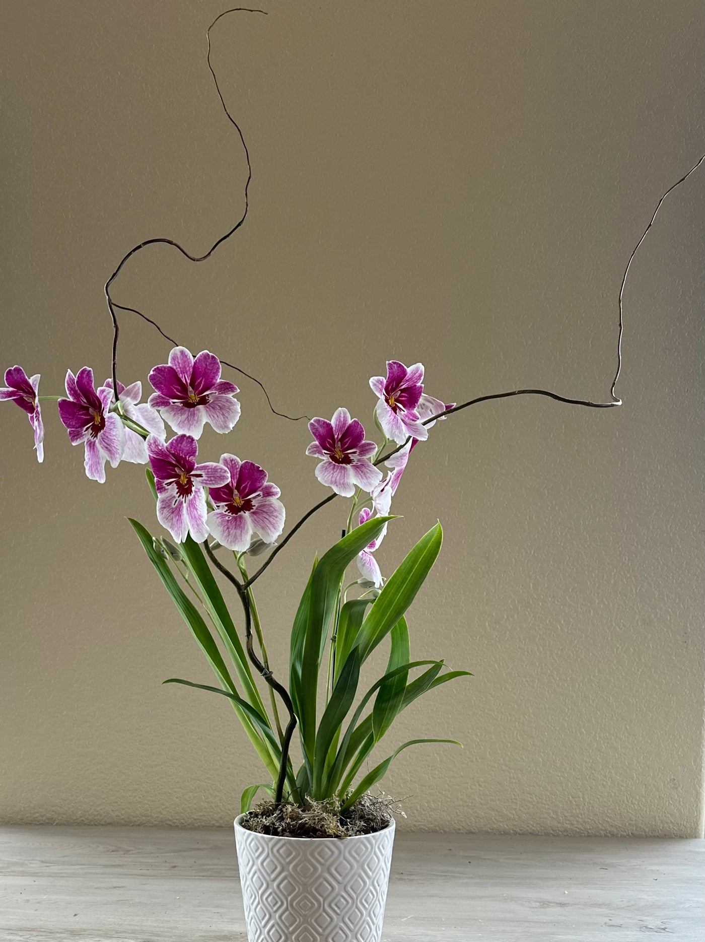 Orchid Plant Potted