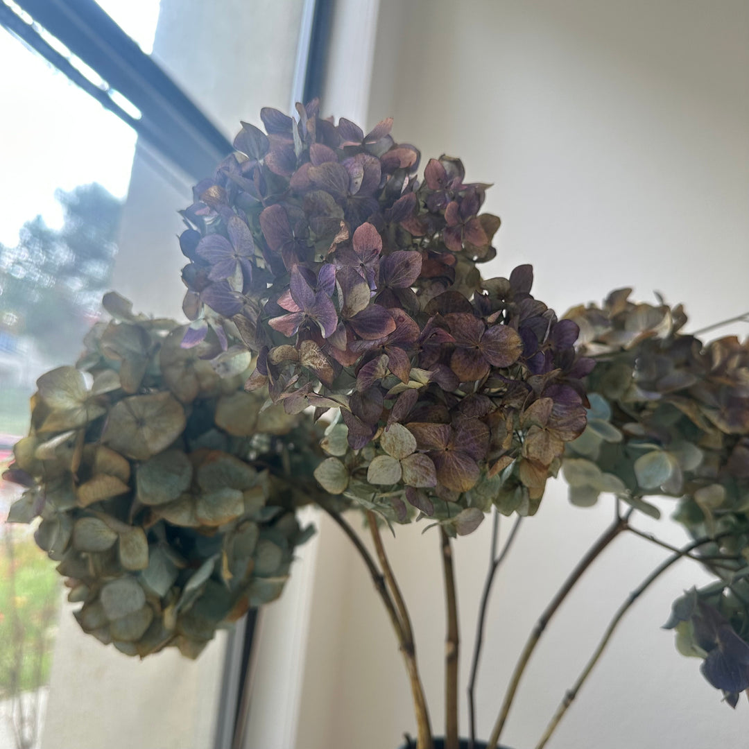 Hydrangea Renata Antique Blue/Purple - Dried