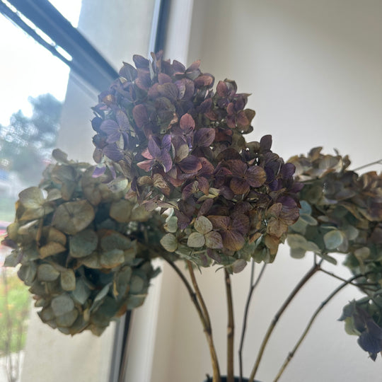 Hydrangea Renata Antique Blue/Purple - Dried
