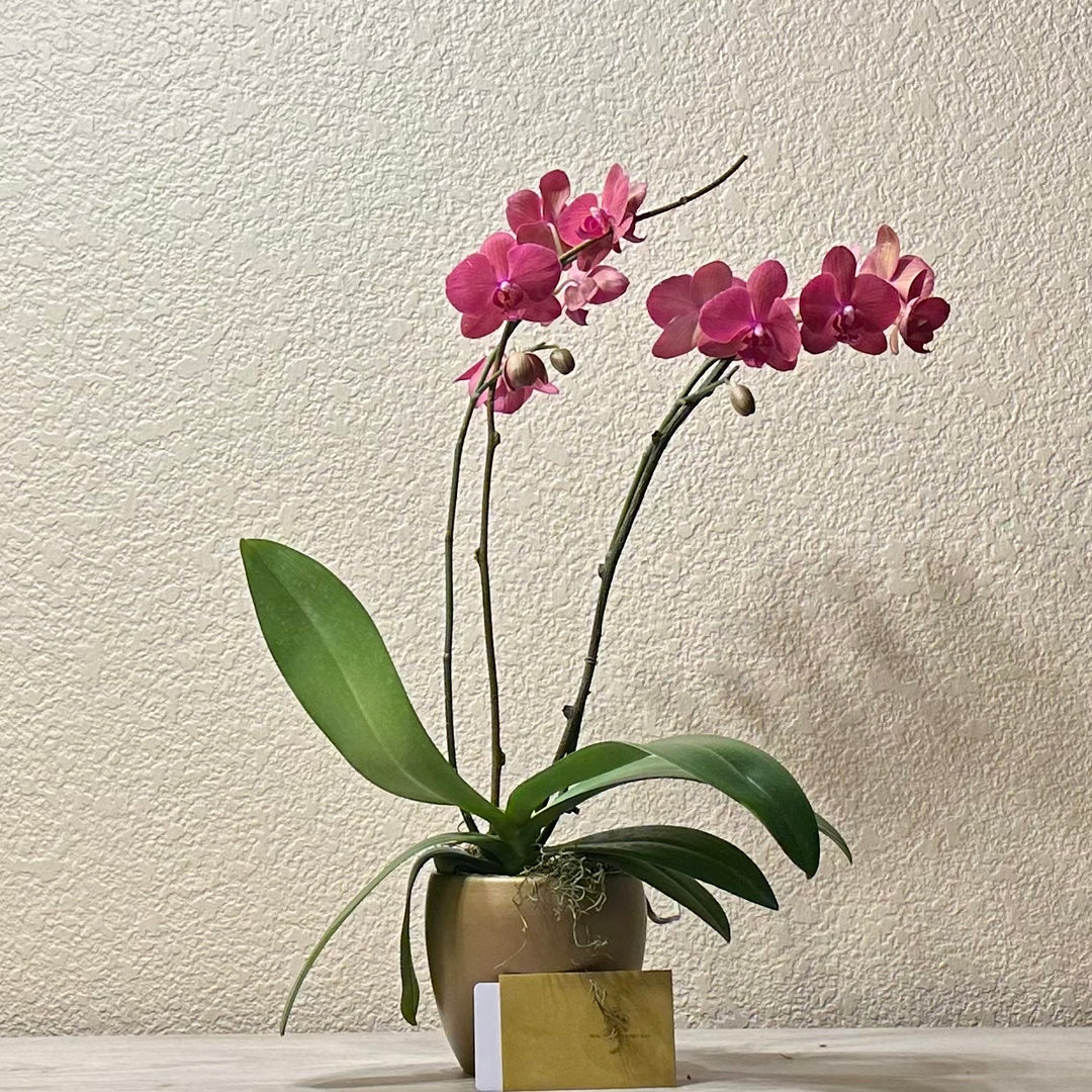 Deluxe Orchid Plant in Decorative Container
