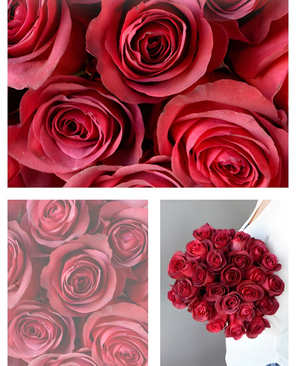 Ombré Matilda red roses in clear glass - NEW