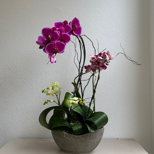 Orchid Garden Grand - Pink