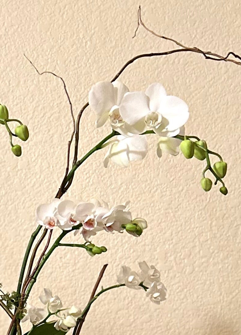 White Grand Orchid Garden