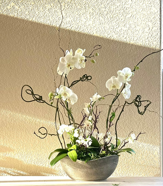 White Exquisite Orchid Garden
