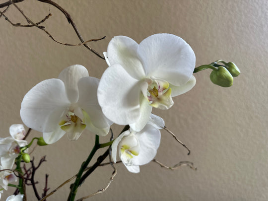 White Exquisite Orchid Garden
