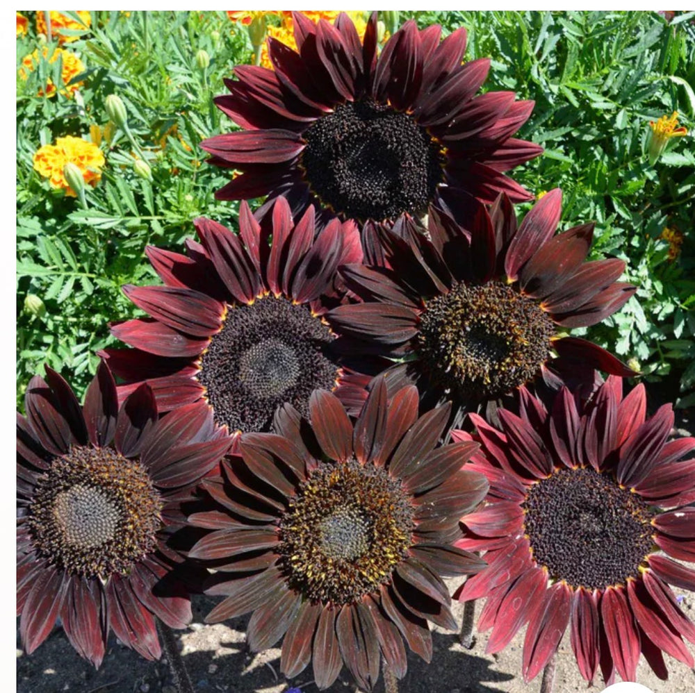 Van Gogh Inspired Sunflower arrangement