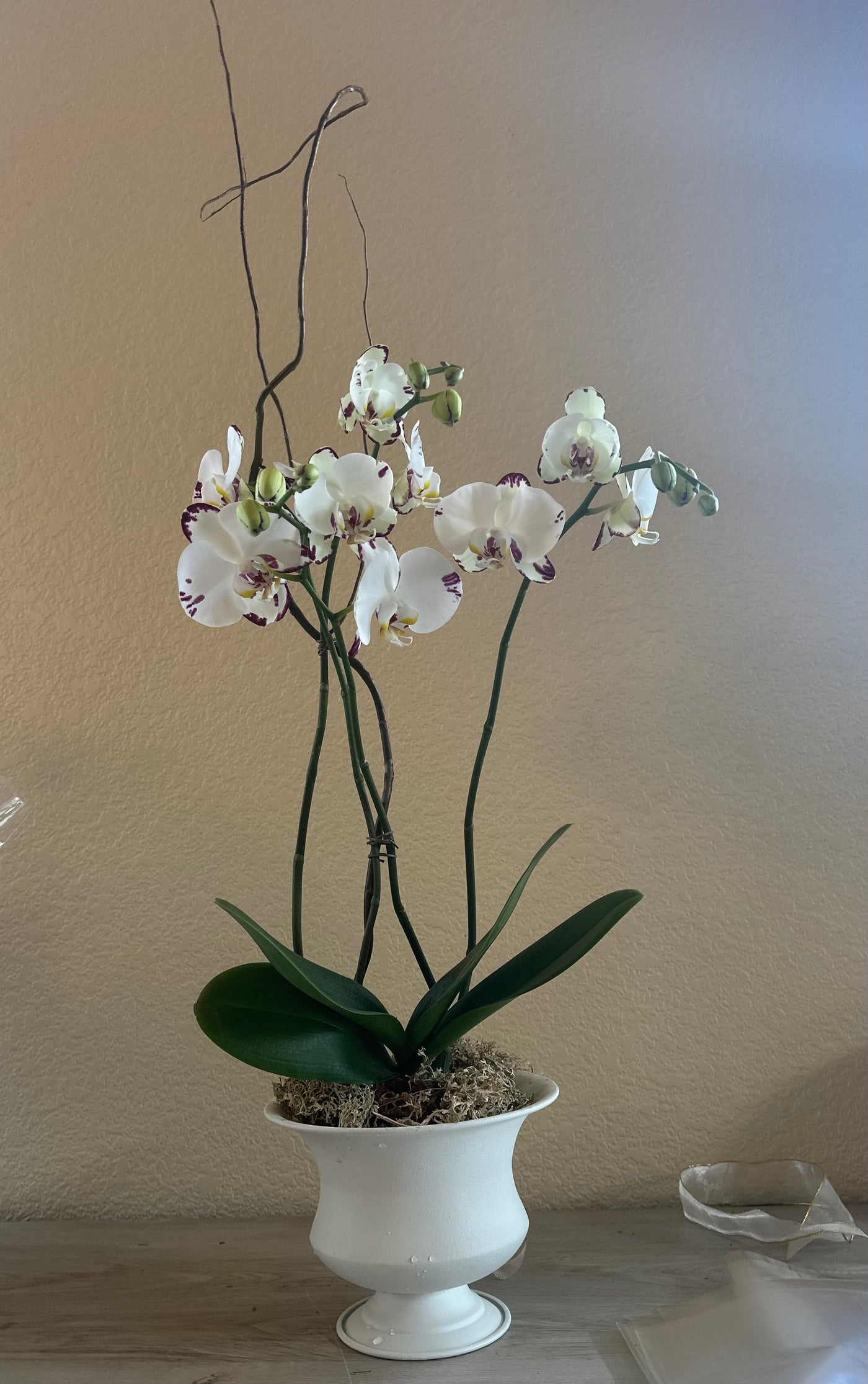 Large deluxe orchid