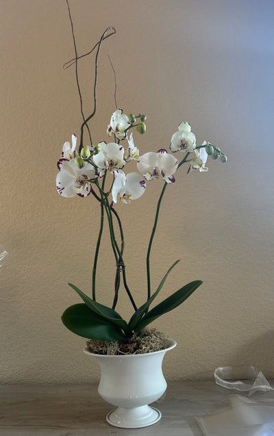 Large deluxe orchid