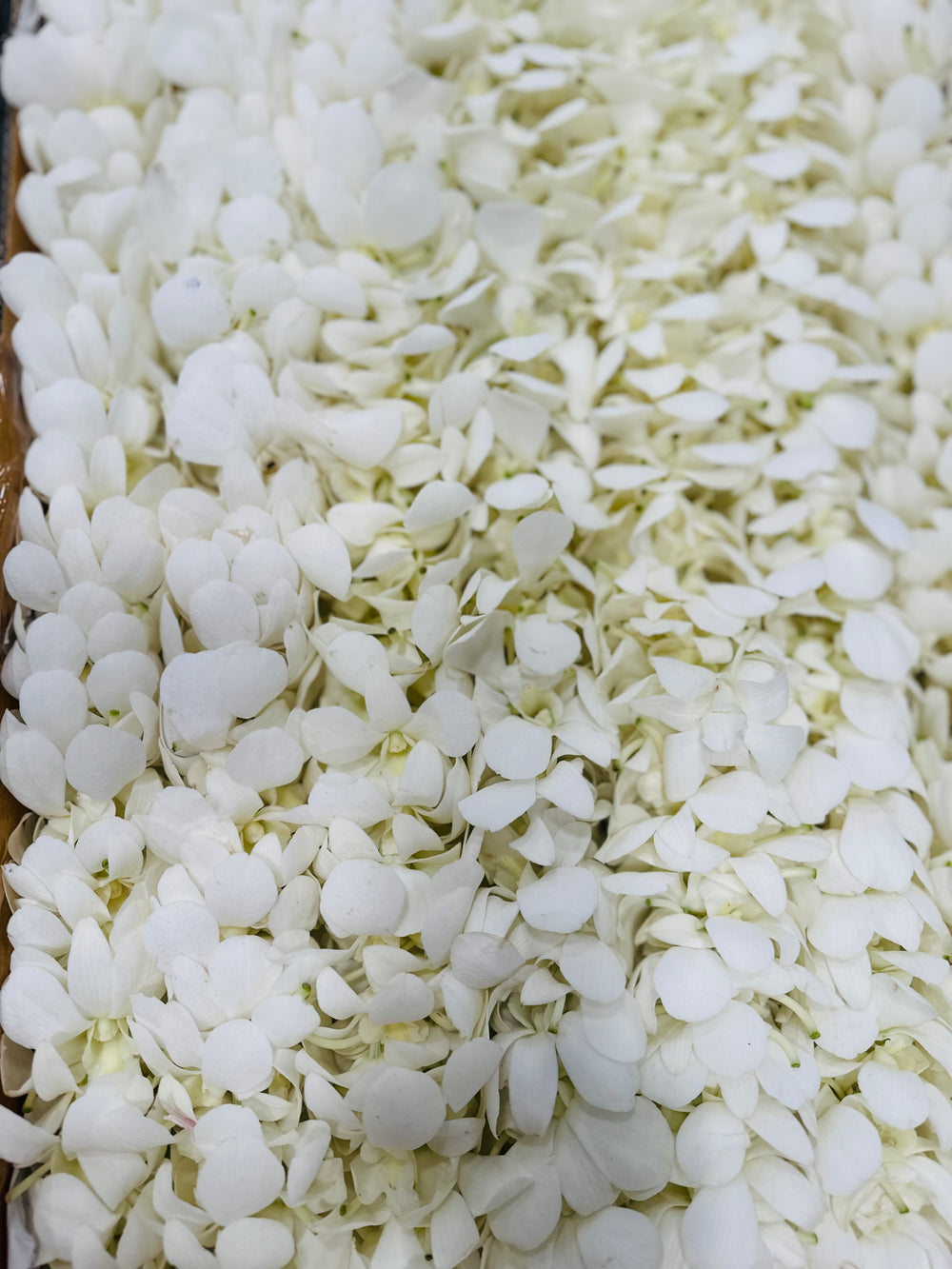 Graduation Leis