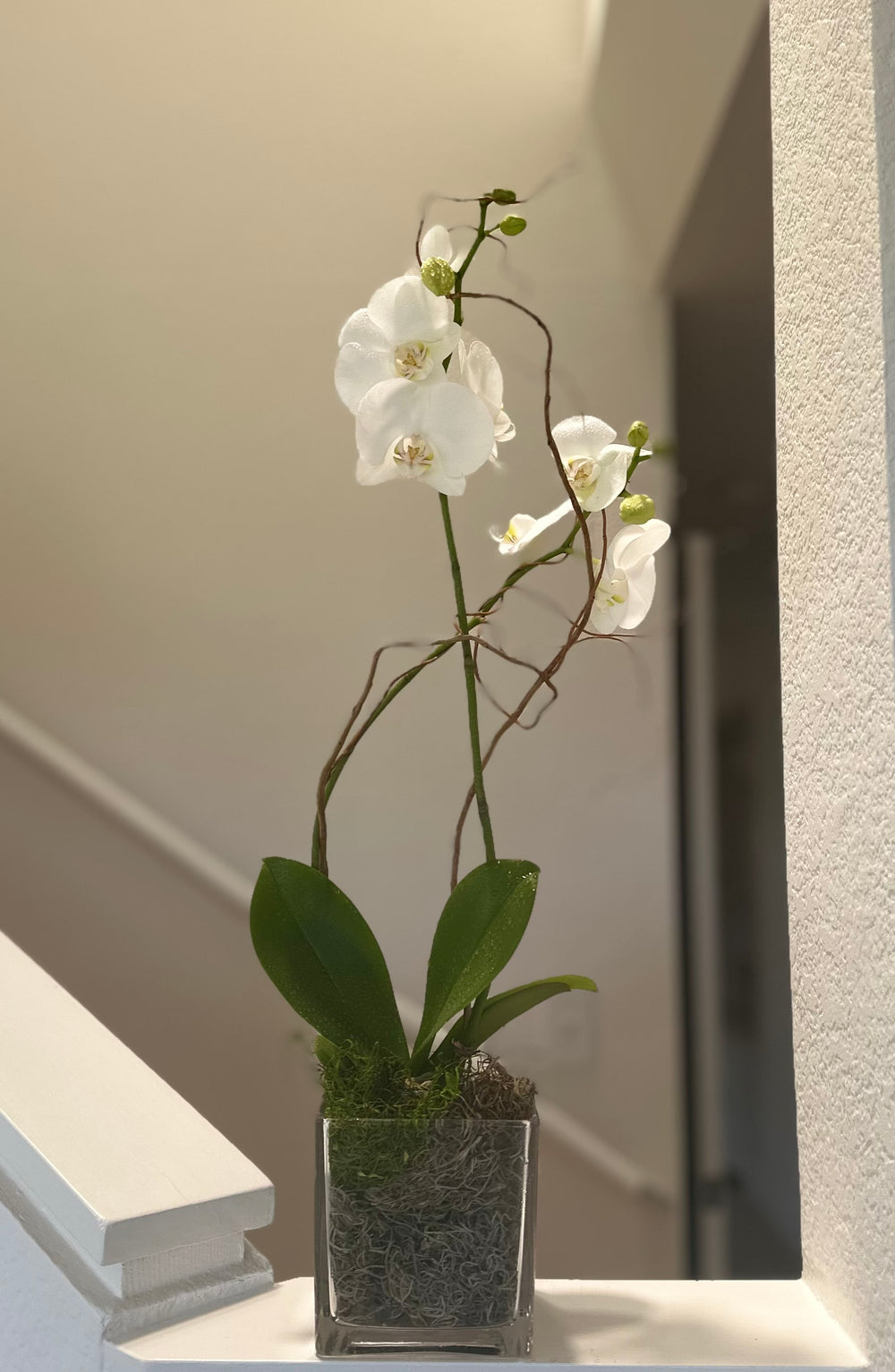 White Orchid Plant in Glass