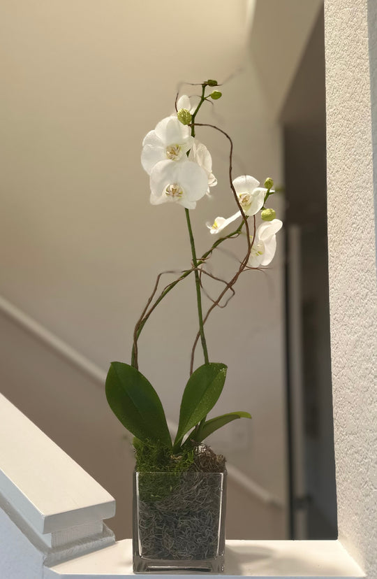 White Orchid Plant in Glass